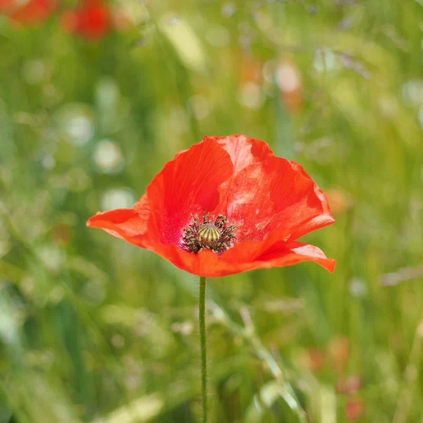 Common Poppy