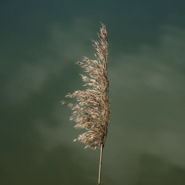 Common Reed
