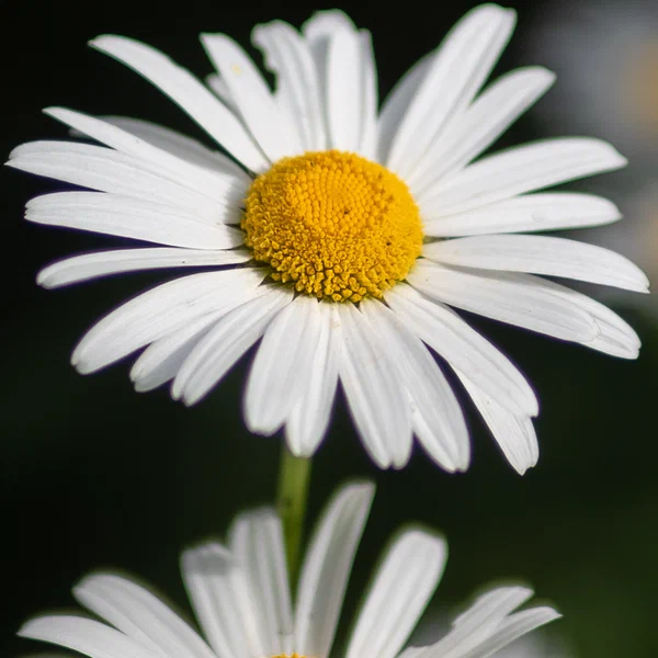 Daisies