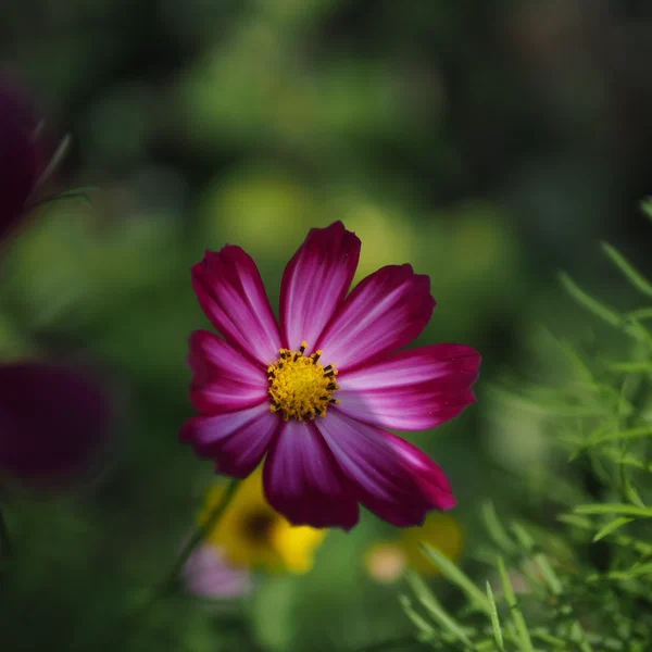 Garden Cosmos