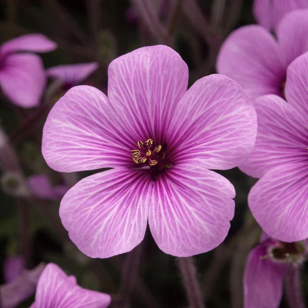 Geranium Giant Herb Robert