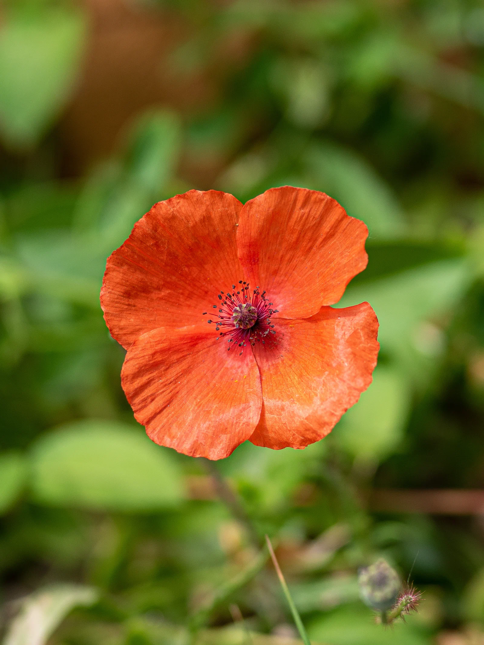 Long Smooth Headed Poppy