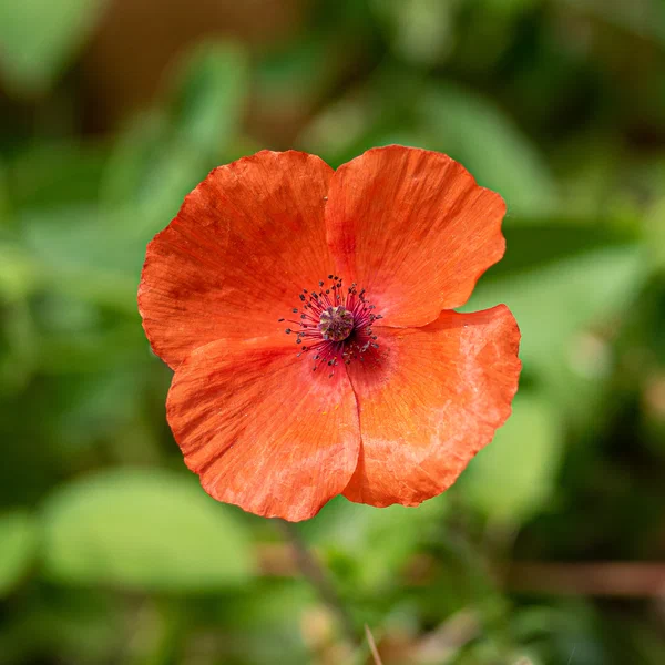 Long Smooth Headed Poppy