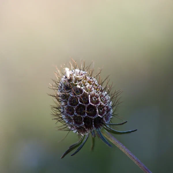 Pincushion Flower Dried