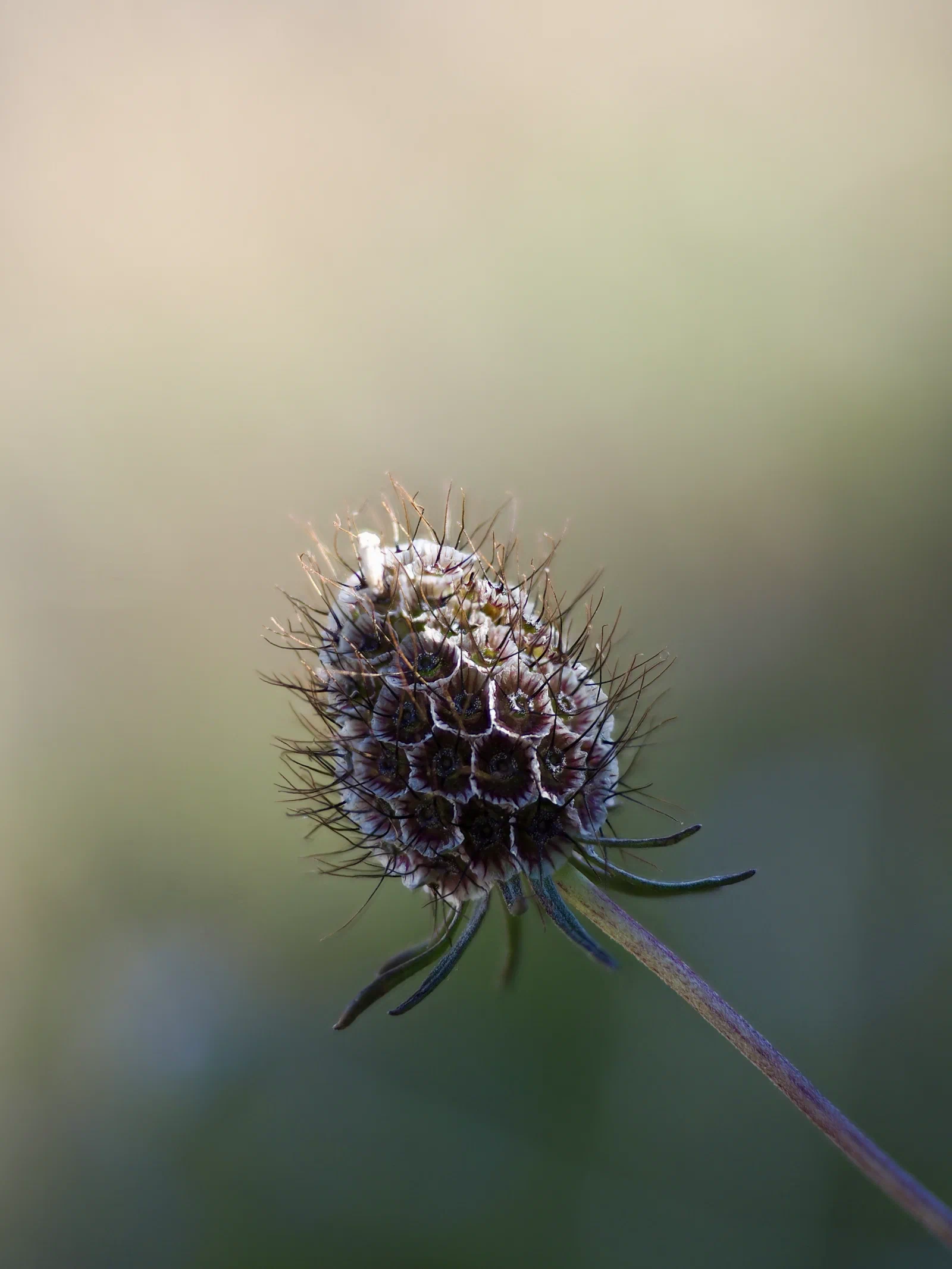 Pincushion Flower Dried