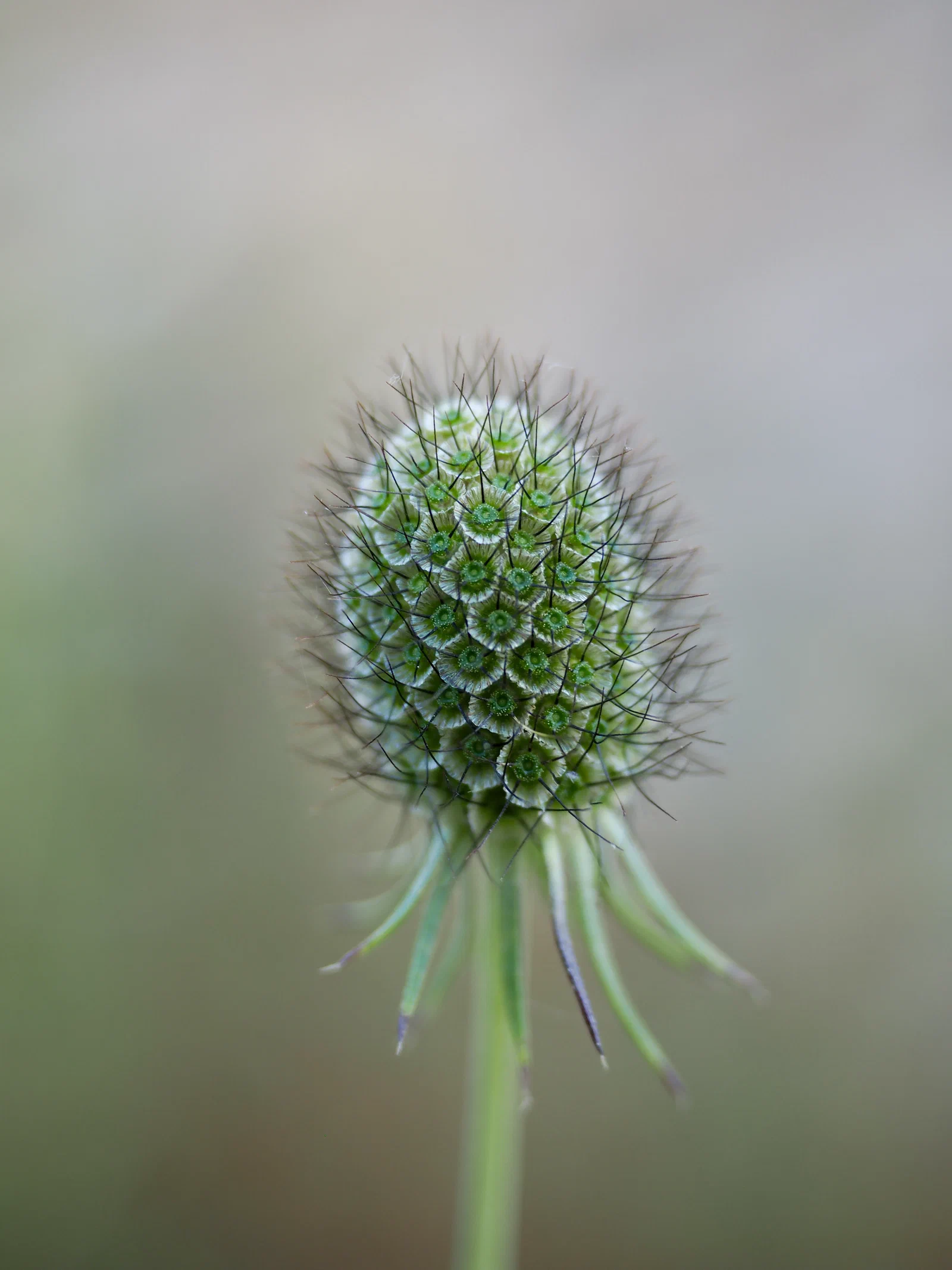 Pincushion Flower