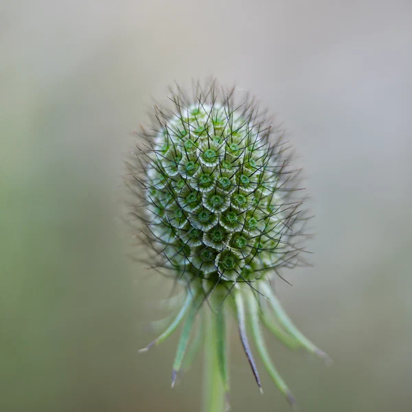 Pincushion Flower