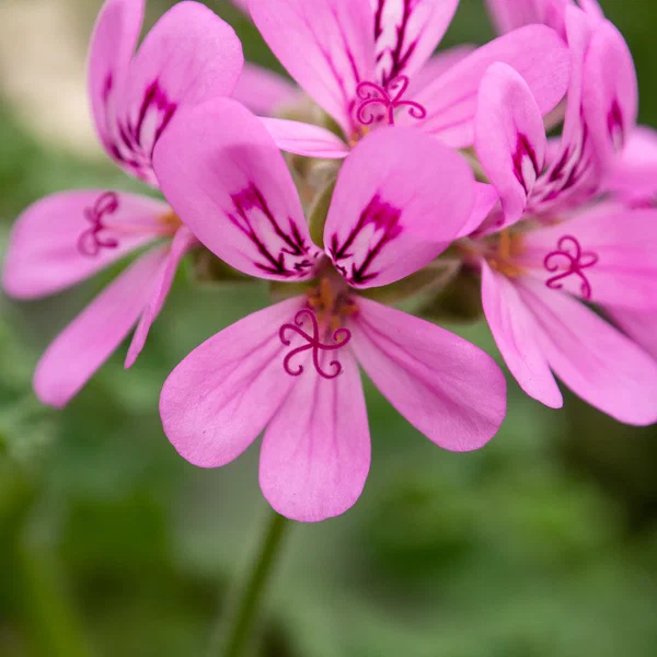 Rose Scented Pelagonium