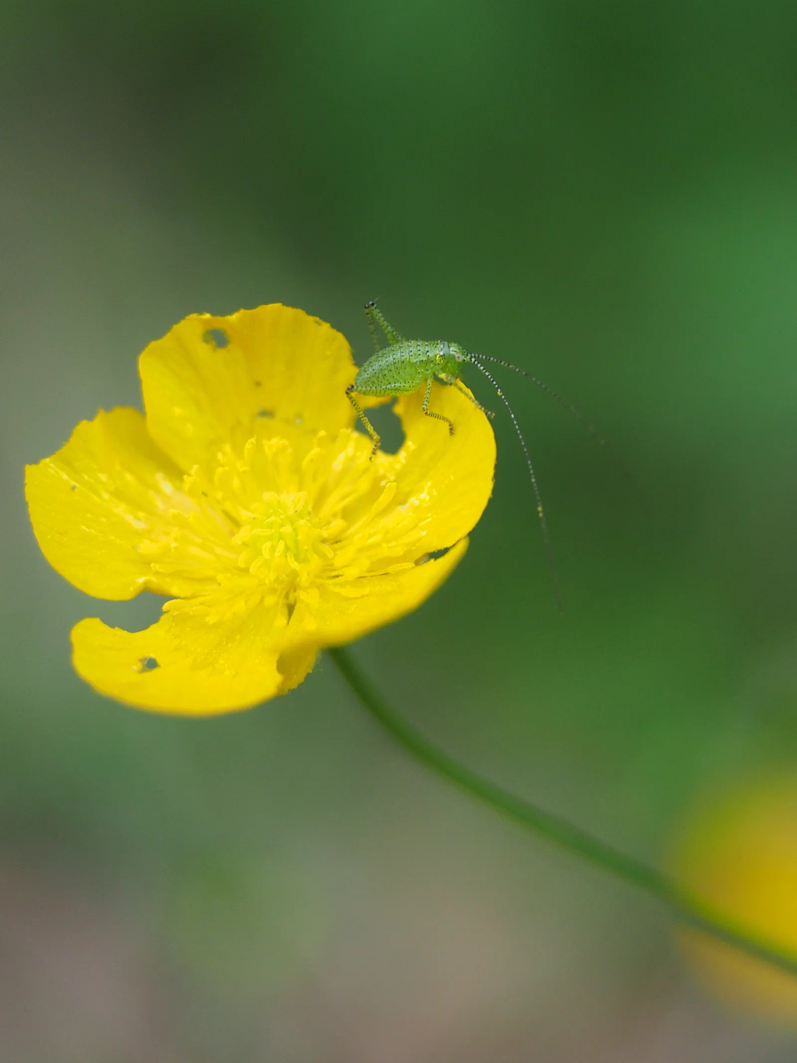 Saint Anthony Turnip