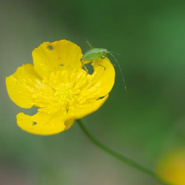 Saint Anthony Turnip