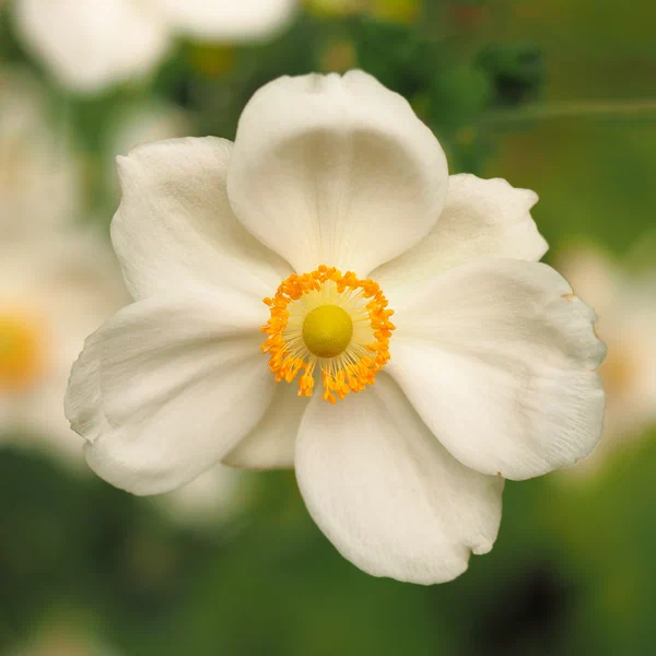 Snowdrop Anemone