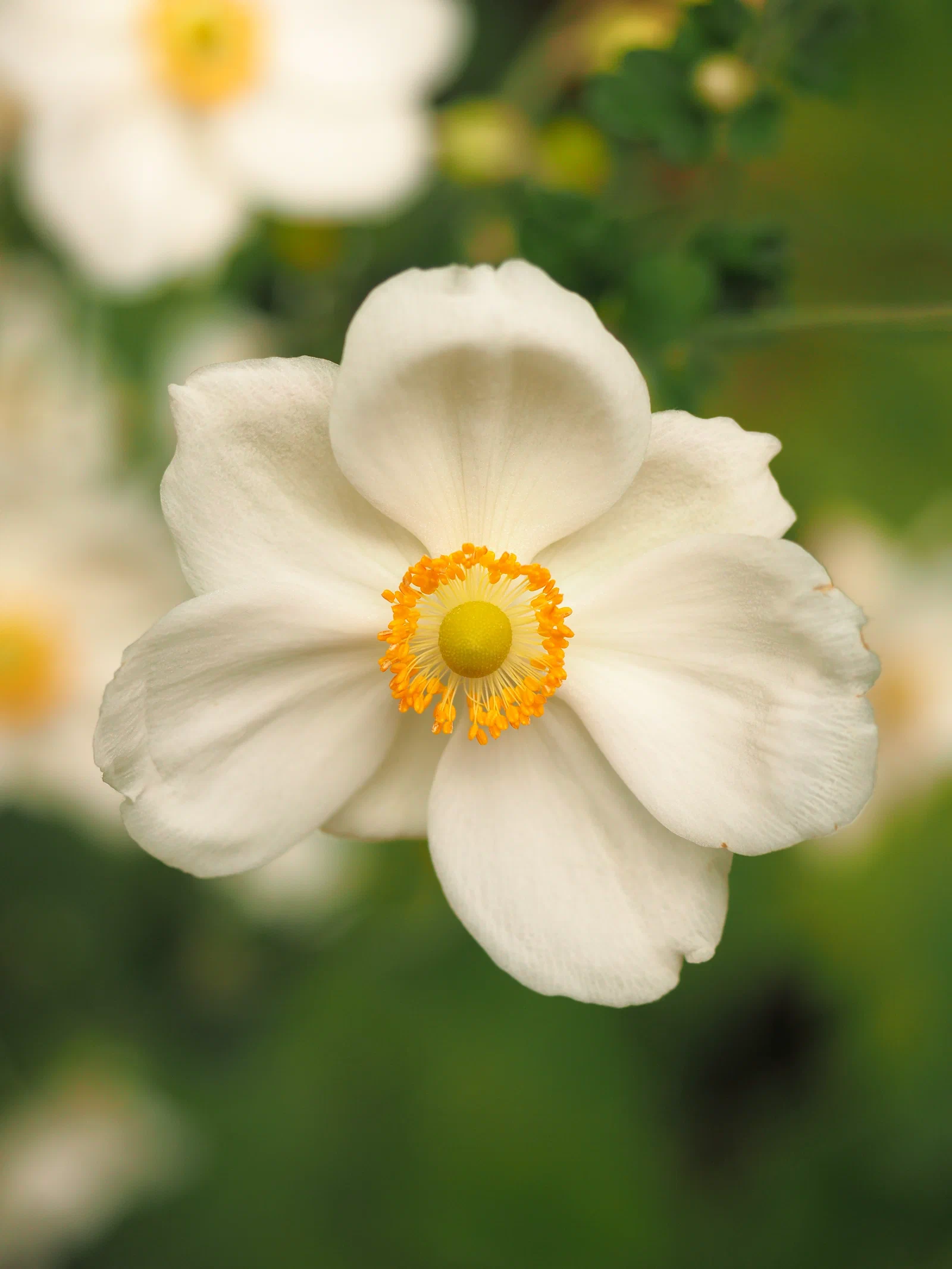 Snowdrop Anemone