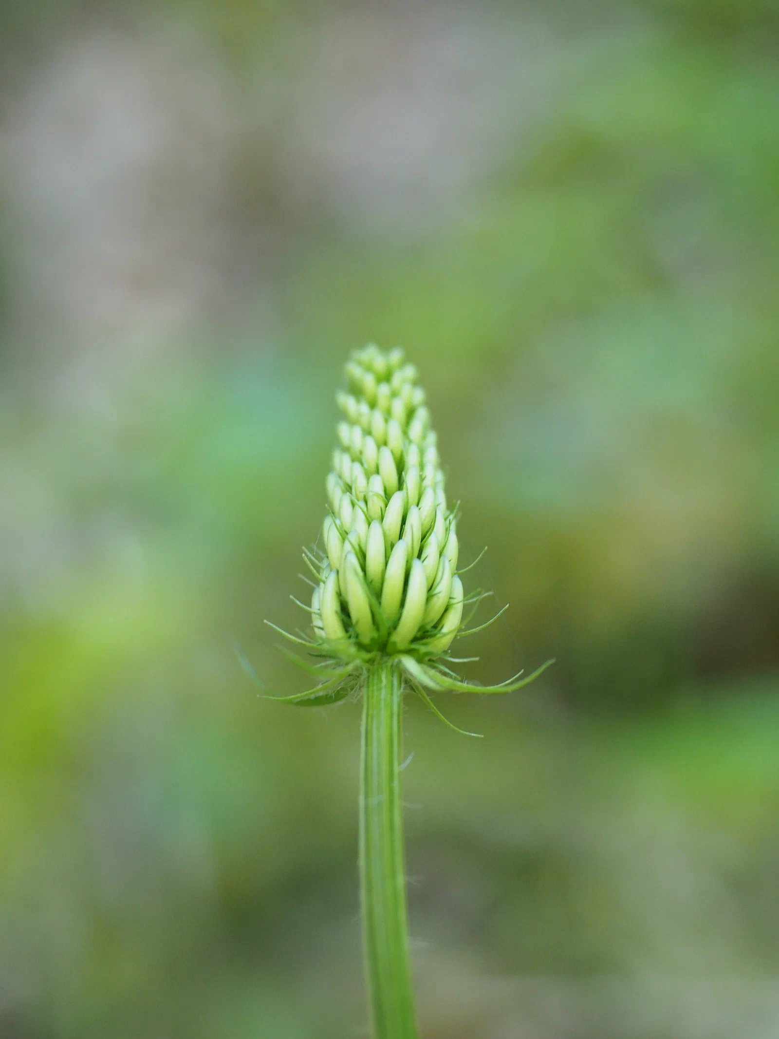 Spiked Rampion