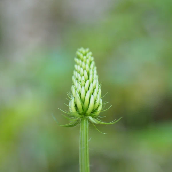 Spiked Rampion
