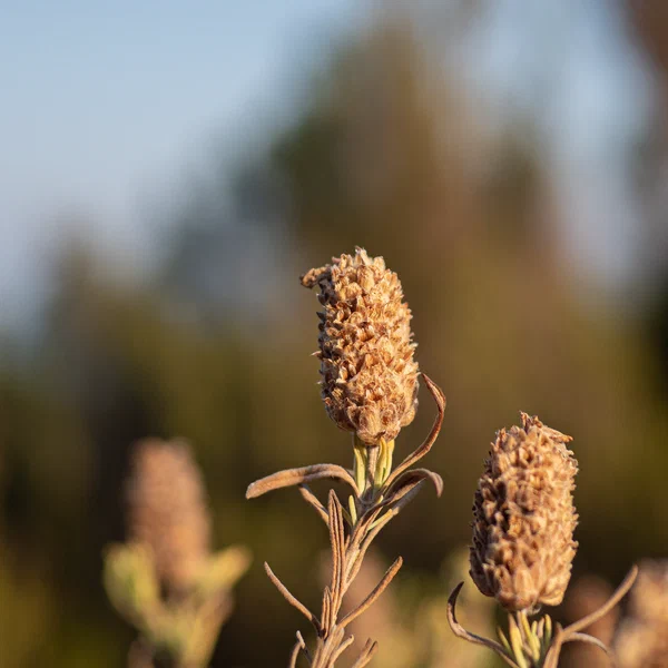 Topped Lavender Dry