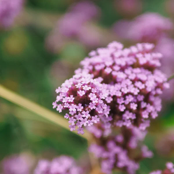 Vervain