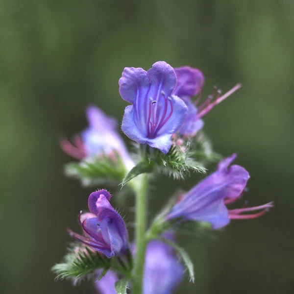 Viper Bugloss