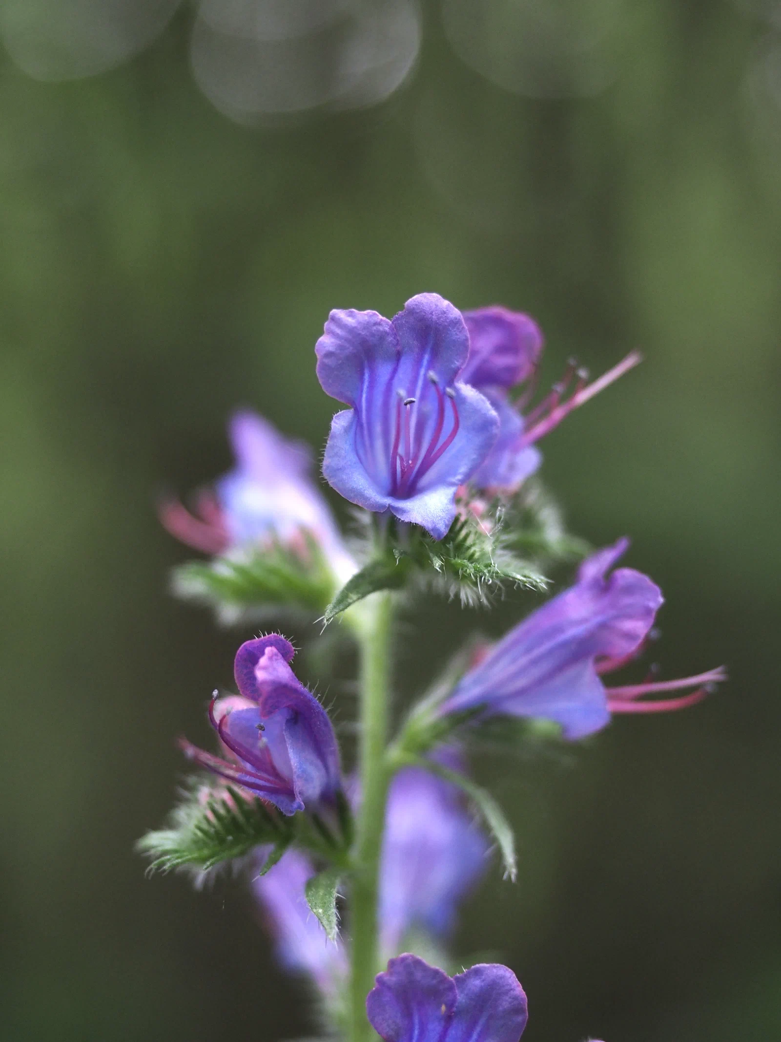 Viper Bugloss