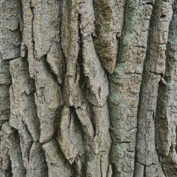 Tree Texture