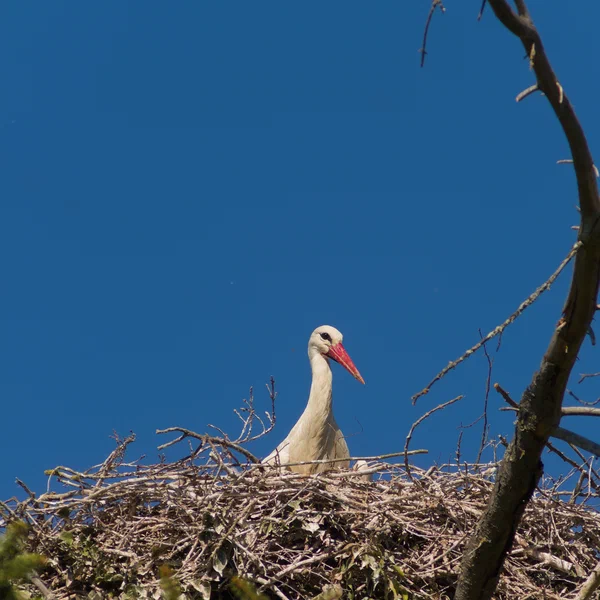 Stork In The Nest
