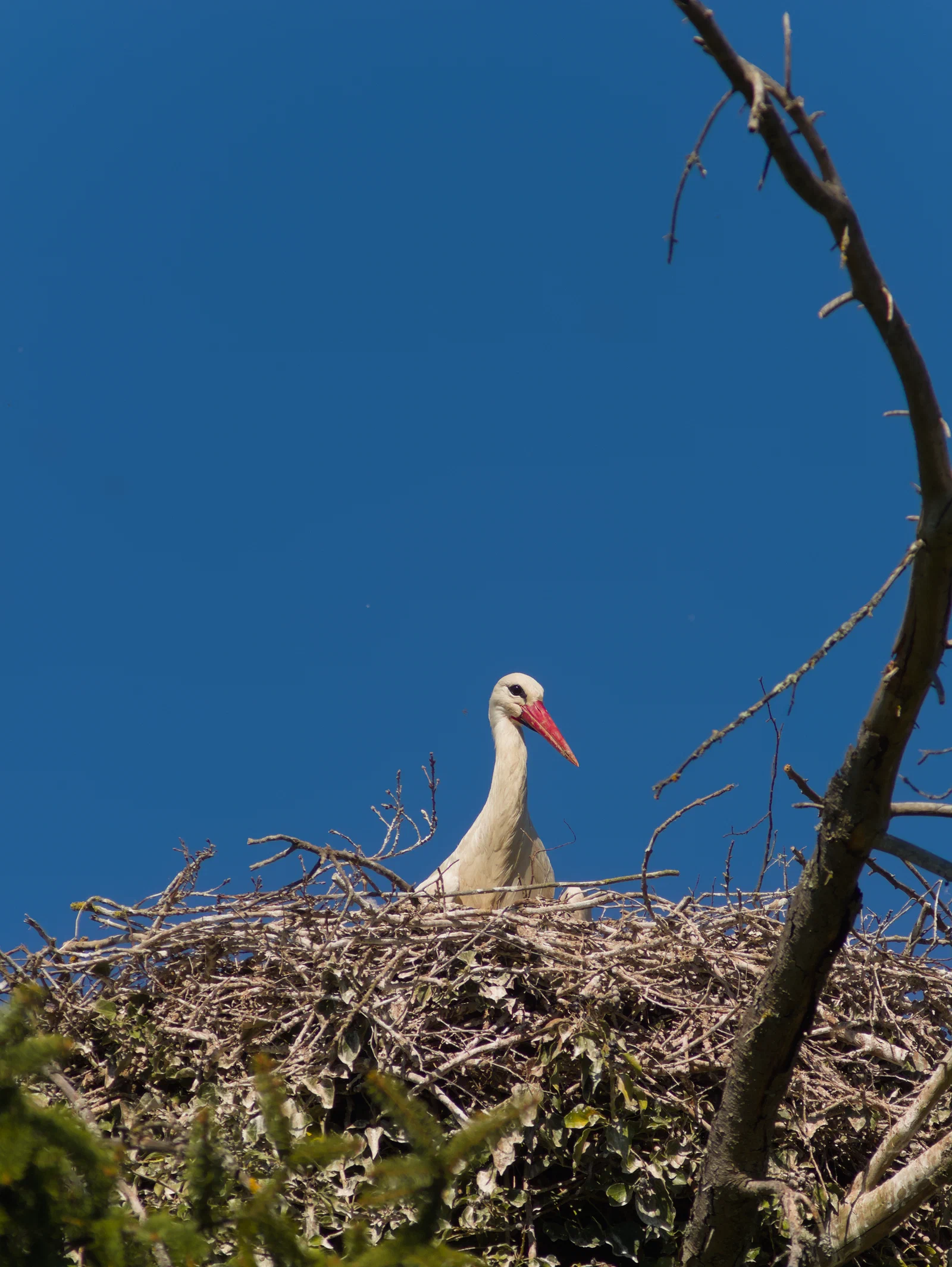 Stork In The Nest