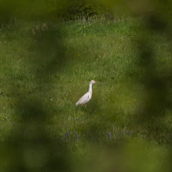 Western Cattle Egret Through Branches